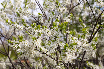 branch of blooming cherry tree