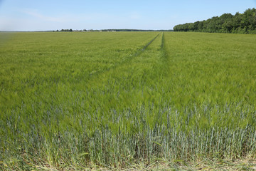 Green wheat in the field. french landscape