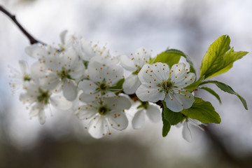 Obraz premium branch of blooming cherry tree