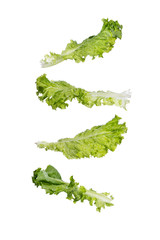 Green Lettuce of various shapes on a white isolate background.