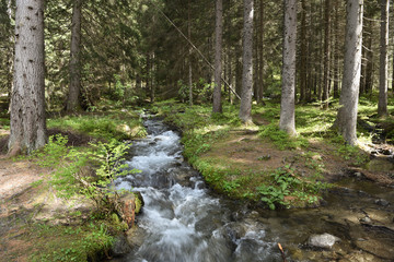 ruscello foresta bosco parco montagna bellezza natura 