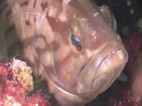 grouper fish underwater close up eyes looking to camera ocean scenery  fish portrait