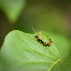 grüne Stinkwanze (Palomena prasina) auf dem Blatt eines Fliederbusches