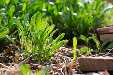 Spring Coreopsis Plant