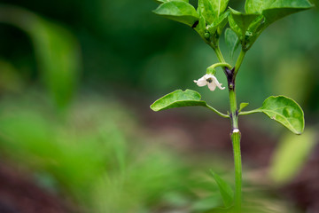 White Pepper Flower