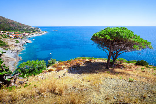 Seashore with beach and rocks and rocky slope of the Island of Elba in Italy. In the foreground a Mediterranean pine tree and a panoramic view. Blue sea with aerial view. Dwellings of a small village.