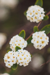 Sweet Alyssum or Lobularia maritima white flowers with beauty bokeh from analog lens