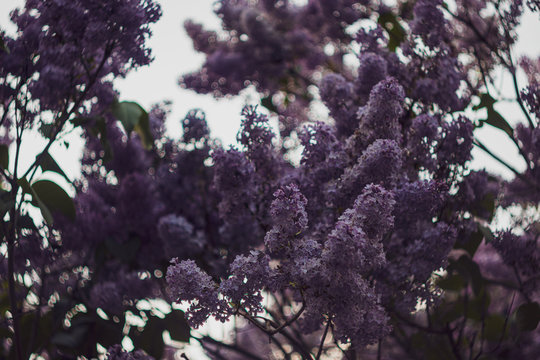 Branch with spring lilac flowers. Nature bokeh background.