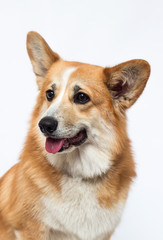 dog looks out with tongue sticking out, welsh corgi breed