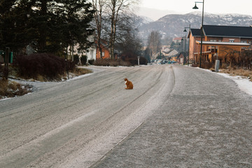 Ginger cat in the middle of the street in winter