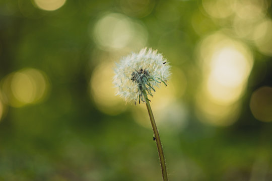 Beauty Close-Ip Dandelion with bokeh and Green Grass