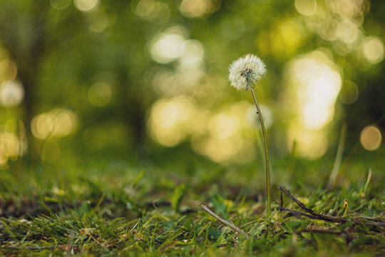 Beauty Close-Ip Dandelion with bokeh and Green Grass