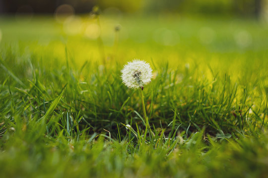 Beauty Close-Ip Dandelion with bokeh and Green Grass