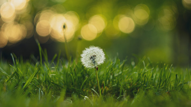 Beauty Close-Ip Dandelion with bokeh and Green Grass
