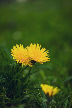 yellow dandelions on green grass