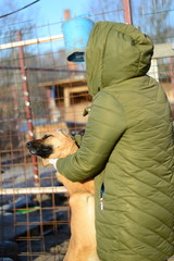 Man strokes dog in shelter