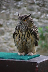 Owl, at the Owl show at Dunrobin Castle higlnads of Scotland.