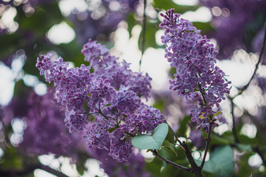 Branch with spring lilac flowers. Nature bokeh background.