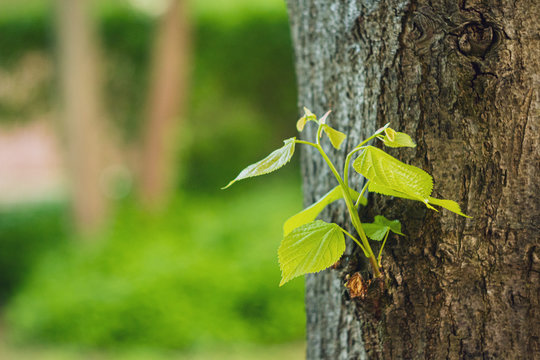 Close-up Of Beauty Leaves On Tree