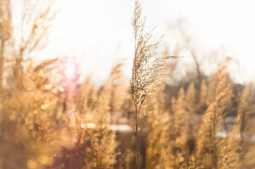 Fototapeta premium Wheat at sunset. Wheat field, photo with blurred background