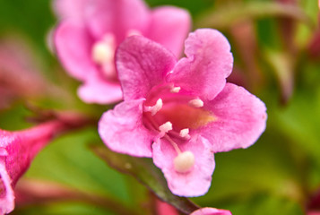 Fototapeta na wymiar pink small flowers on a bush in spring close-up
