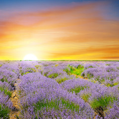 Obraz premium Beautiful Lavender field, sun set and lines.