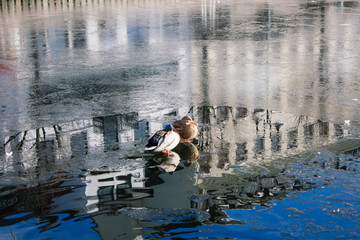 Duck in the lake