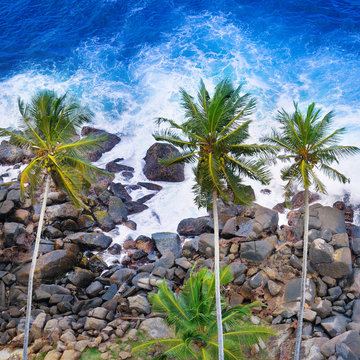 Aerial top view of palm trees and a rocky shore. Sea waves are breaking on the rocks on the beach.