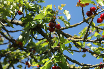 Twig of cherry tree with red cherries. Composite photo