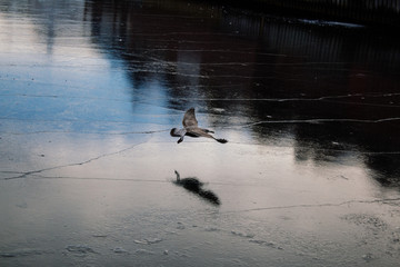 Seagull flying over the frozen lake