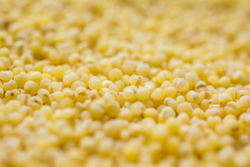 Macro shot of millet seeds