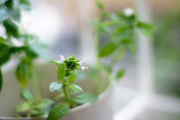 Little blossoms appearing on homegrown basil her in the pot on a window sill close-up macro