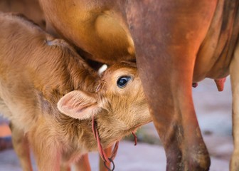 Calf drinking milk from mother cow © Subash