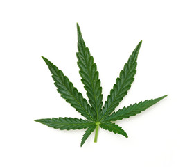 Single marijuana leaf - 03