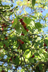 Twig of cherry tree with red cherries. Composite photo