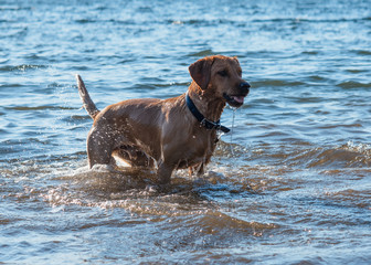 Red dog running  and playing in the water