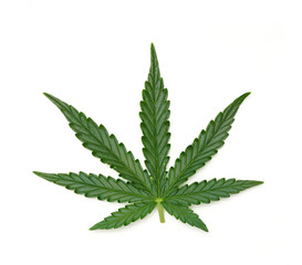 Single marijuana leaf - 01