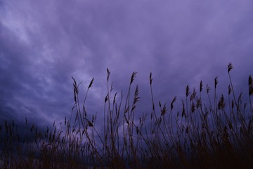 twilight over the reeds