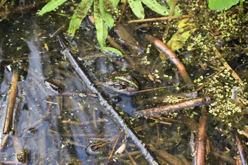 frog in the water