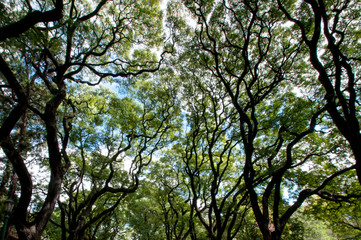 Tree branches and leaves.