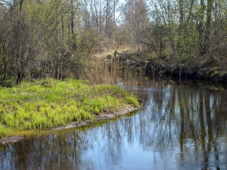 the first green plants in spring, bright green contrast with gray
