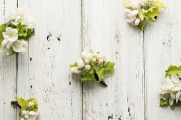 Fototapeta na wymiar Apple blossom on a wooden white background. Copy space and horizontal orientation
