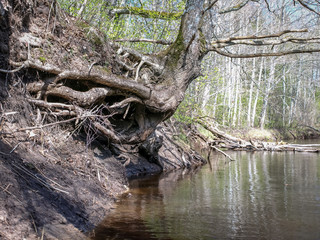 landscape with river bank, tree roots on the trunk of the river bank