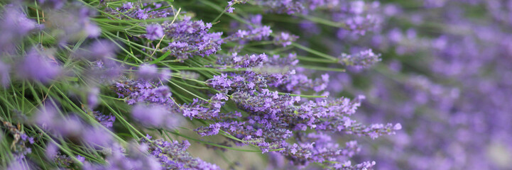 Lavender blossom in France. Purple flowers, incredible perfume, perfect color match. Banner, close up