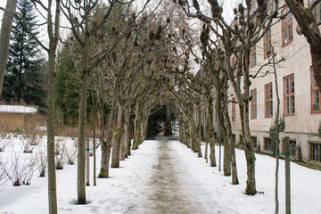 Tree alley in winter
