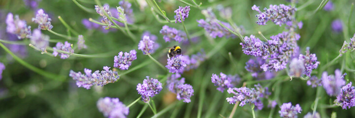 Lavender blossom in France. Purple flowers, incredible perfume, perfect color match. Little bee sitting on the branch. Banner
