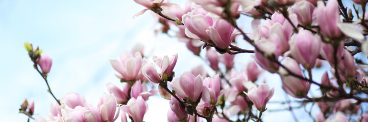 Pink magnolia amaizing spring blossom. Bright colorful flowers. Banner