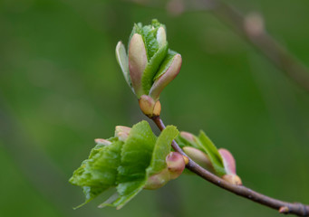 bud of a willow