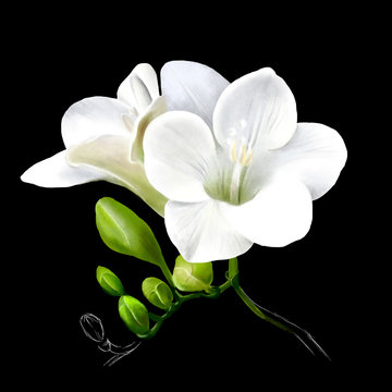 Beautiful freesia flower, fresh spring flower close-up isolated on black background. Spring pattern, elegant amazing artistic image, free space