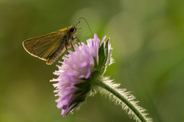 motyl karłatek